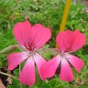 Pelargonium peltatum 'Desrumeaux rose' fleur